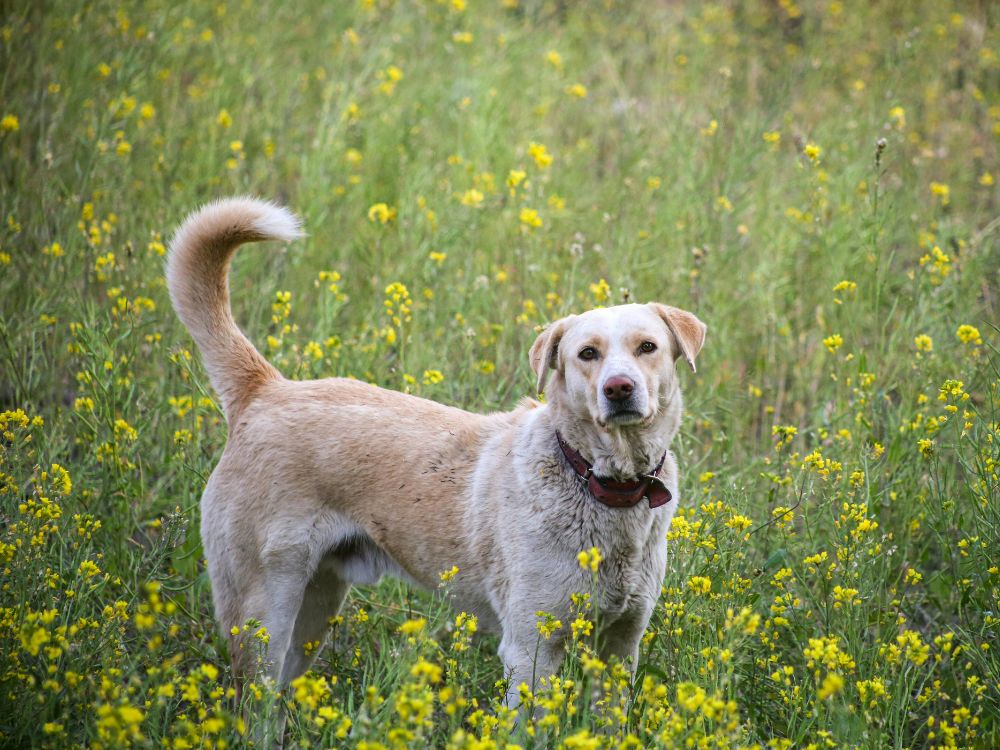 nomes para cachorros de pequeno porte